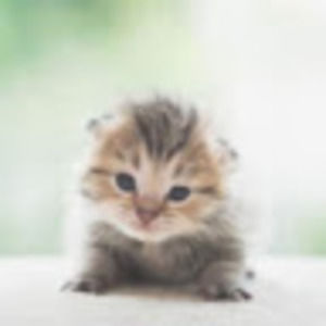 Meet your Posher, Sumayyah